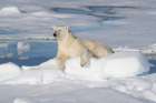Norway, Svalbard. Male polar bear resting on pack ice in Arctic Ocean. Coastal Print